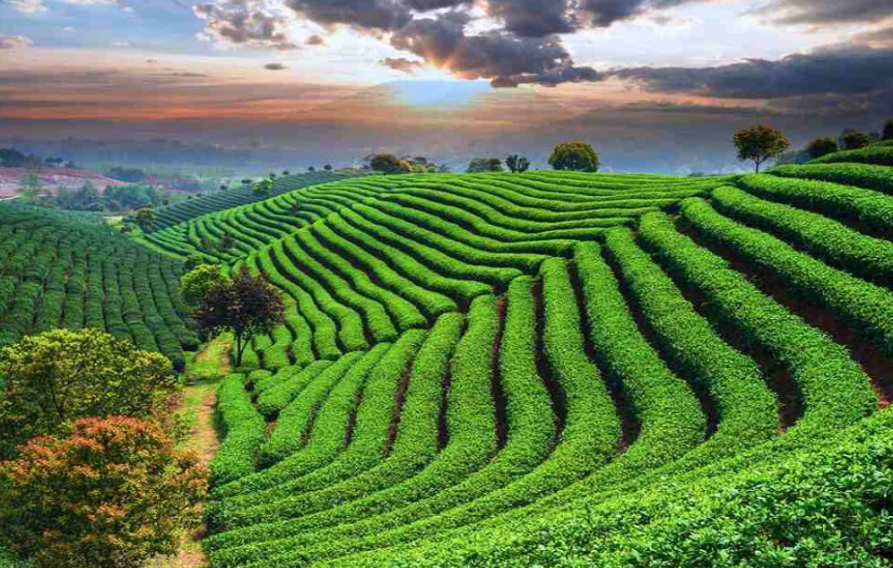 Sylhet