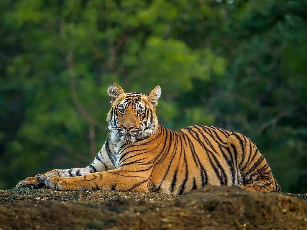 Sundarbans